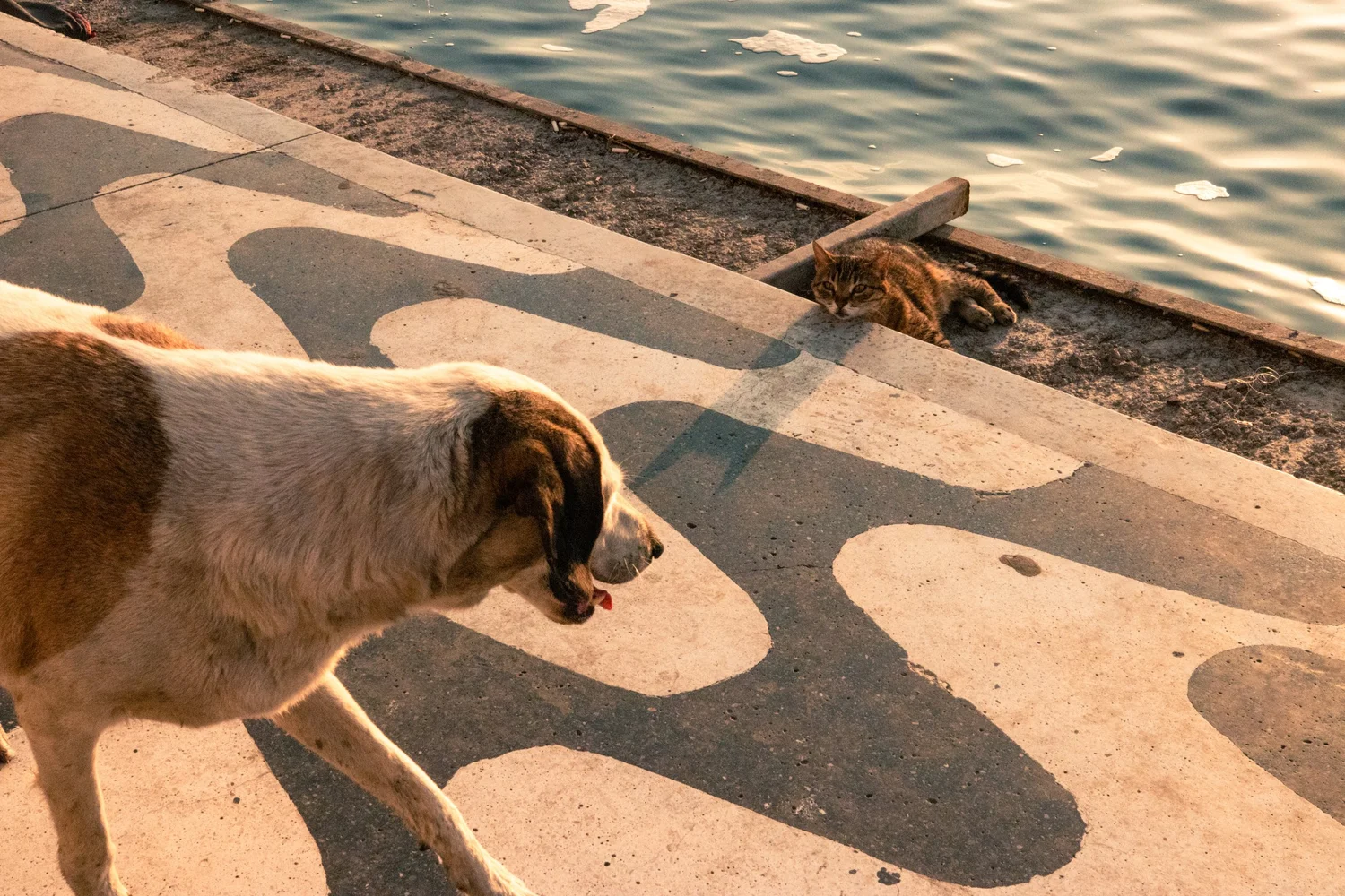 A cat and a dog in Izmir